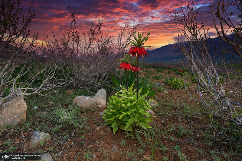 دشت لاله های واژگون کوهرنگ