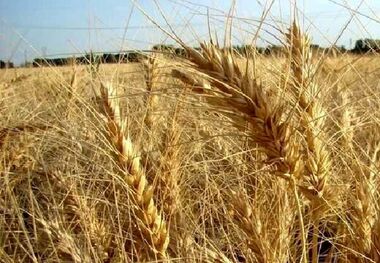 فاجعه غذایی جهان در راه است - ادعای یک نشریه اقتصادی + عکس