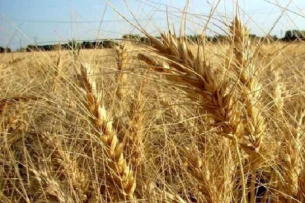خرید تضمینی گندم در زنجان آغاز شد