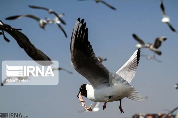 موردی از بیماری آنفلوانزا در پرندگان زنجان مشاهده نشده است