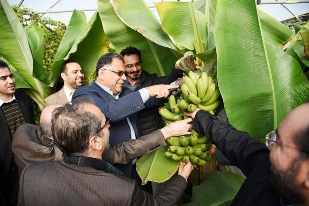 موز "کاوندیش" پاکوتاه به روش کشت بافت برای اولین بار در شمالغرب کشور برداشت شد