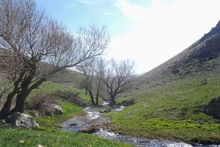 کاشت 13هزار اصله نهال در هفته منابع طبیعی در پلدختر