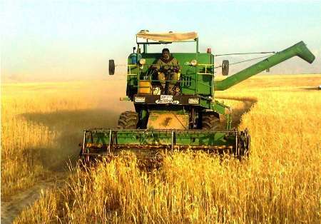 میزان خرید گندم از کشاورزان استان سمنان به 60 هزار تن رسید