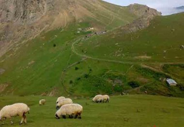 2426 دام غیرمجاز از مراتع خمین خارج شد