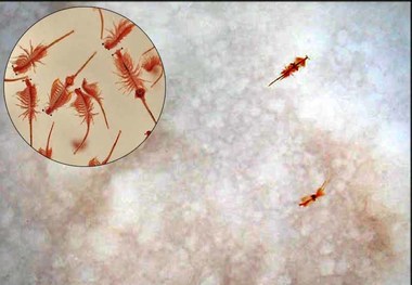 هنوز آرتمیا بالغ و زنده در دریاچه ارومیه وجود ندارد