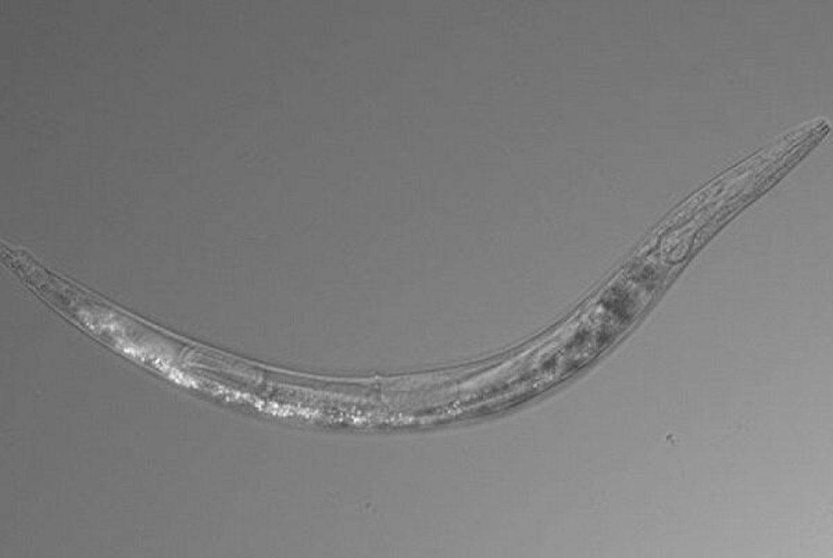 شناسایی کرمی که ۵۰۰ برابر انسان جان سخت است