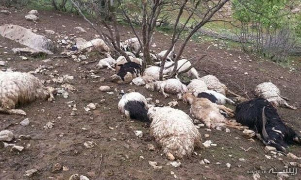 صاعقه ۵۰ راس گوسفند را  در دهلران تلف کرد