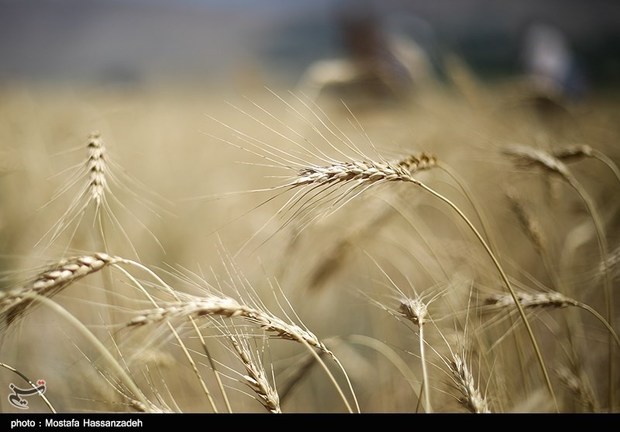 ۱۸۰ هزار تن گندم از اراضی شهرستان شوش برداشت می‌شود