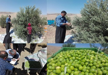 برداشت اولین زیتون دیم در روستای زرده دالاهو