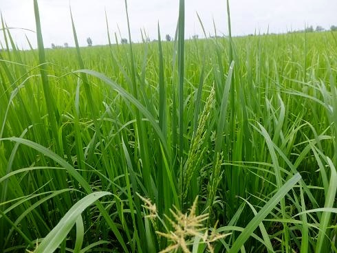 ظهور اولین خوشه‌های  برنج در استان گیلان