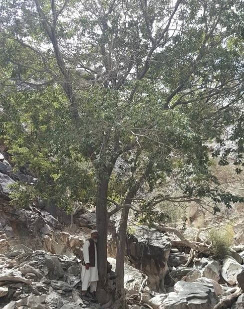 کشف تنها رویشگاه طبیعی درخت داغداغان در شهرستان سراوان