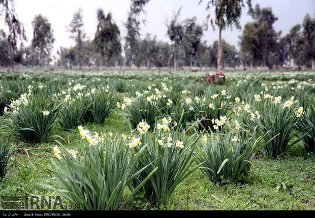 طبیعت بهبهان نگین سرسبزی در خوزستان است