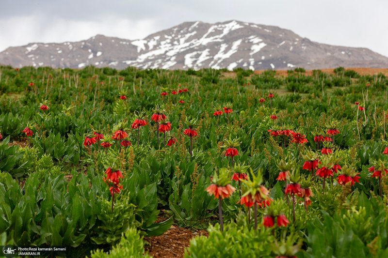 دشت لاله های واژگون کوهرنگ