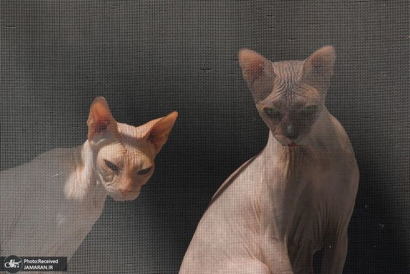 منتخب تصاویر امروز جهان- 21 مرداد