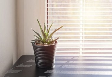 این گلدان هوشمند از ساکنان خانه مراقبت می کند