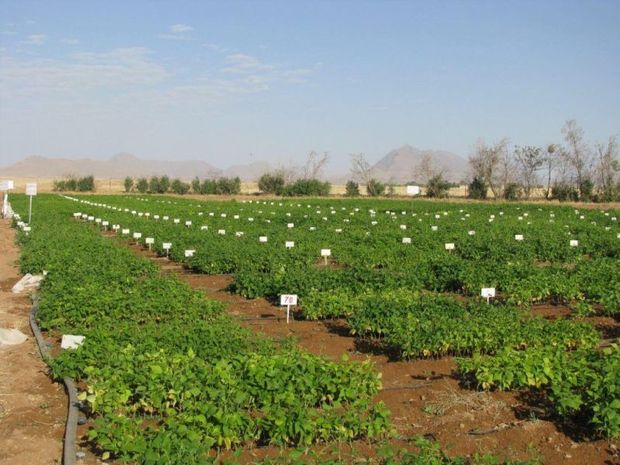 محققان مرکز تحقیقات آموزش کشاورزی کردستان ۸۰ مقاله آی اس آی منتشر کردند