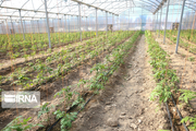 بانک کشاورزی تسهیلات نامحدود برای احداث گلخانه‌ها در استان اردبیل پرداخت می‌کند