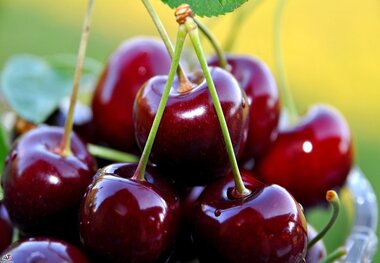 دیابتی ها گیلاس بخورند یا نه؟