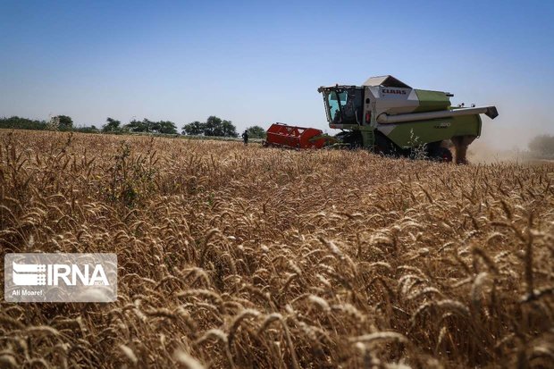 آغاز برداشت گندم در مناطق مرکزی و غرب خوزستان