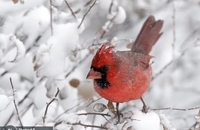 کولاک آمریکا