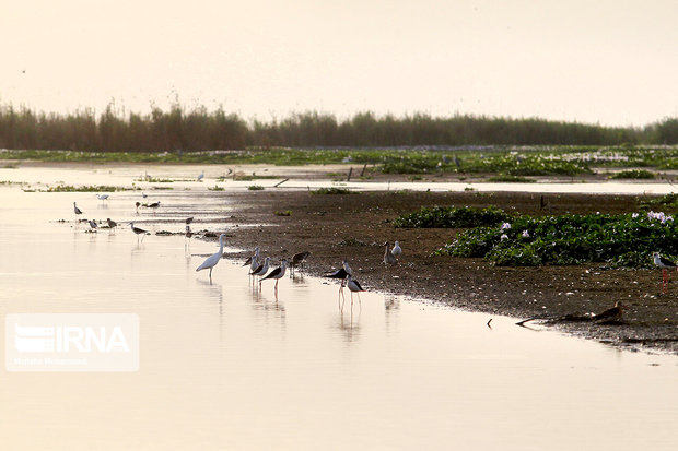 عامل حریق در تالاب بین‌المللی بندرانزلی دستگیر شد