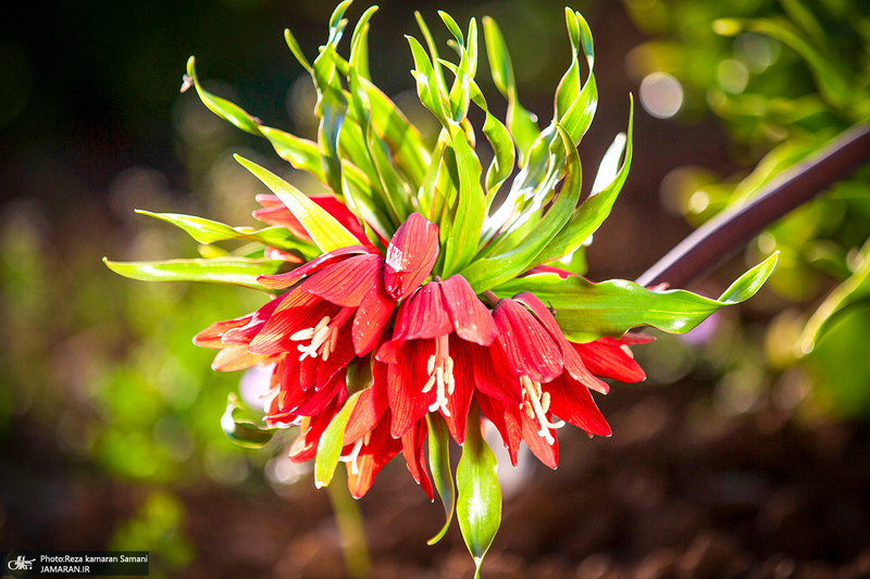 دشت لاله های واژگون کوهرنگ