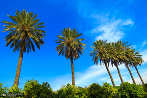 باغ نارنجستان قوام شیراز‎