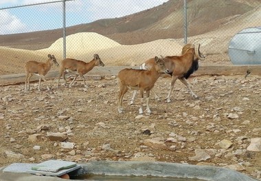 بازدید مسافران نوروزی از مناطق حفاظت شده خراسان جنوبی آزاد است