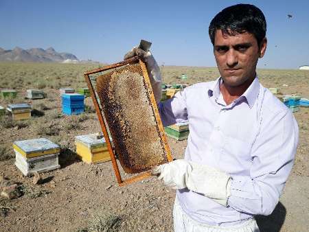 تولید سالانه 12 تن عسل طبیعی در مهریز