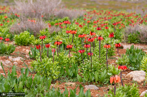 دشت لاله های واژگون کوهرنگ