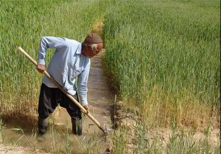 تداوم کاهش نزولات جوی موجب از بین رفتن گندم زارهای دیم ایلام می شود