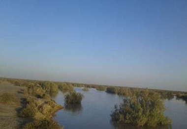 پرندگان مهاجر در تالاب جازموریان فرود آمدند