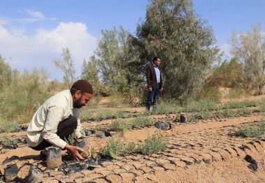 ۷۰ هزار اصله نهال در چهارمحال و بختیاری کاشت می‌شود