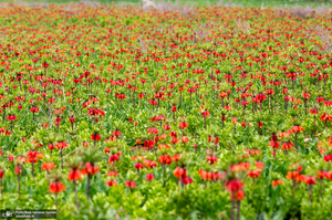 دشت لاله های واژگون کوهرنگ