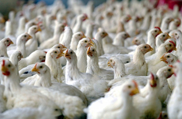 پرونده تخلف بر یک واحد تولیدی مرغ در سراوان تشکیل شد