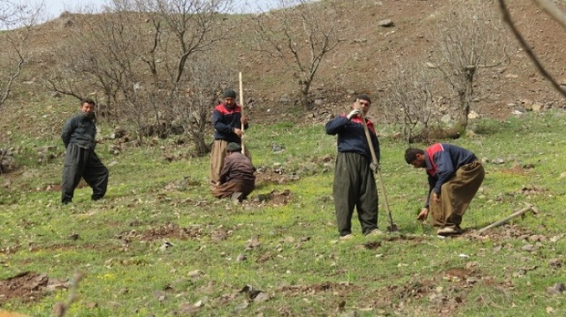 جنگلکاری در کردستان با اجرای طرح توسعه 2 برابر شده است