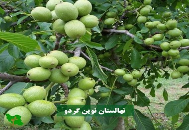 تجارتی پررونق با احداث باغ گردو از نوین گردو