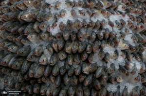 منتخب تصاویر امروز جهان- 7 مرداد 1400