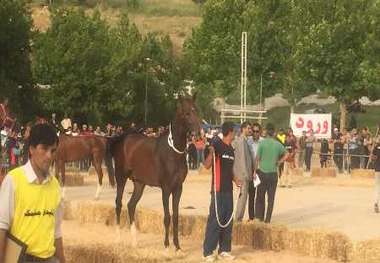 جشنواره ملی اسب اصیل ترکمن در خراسان شمالی برگزار می شود