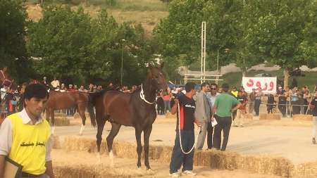 جشنواره ملی اسب اصیل ترکمن در خراسان شمالی برگزار می شود