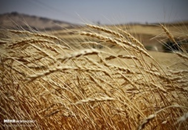 خرید ۲۶ هزار تن گندم مازاد گندمکاران اشنویه‌ای