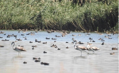 فرود 50 هزار پرنده مهاجر آبزی به تالاب های چغاخور و گندمان