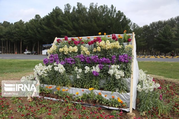 بیش‌از ۴۱۰ هزار نشا گل در زاهدان کشت شد