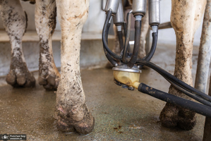 کارگران دامپروری؛ ستون‌های سلامت و آبادانی کشور