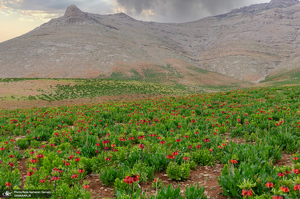 دشت لاله های واژگون کوهرنگ