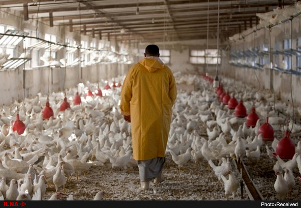 تولید گوشت مرغ در خراسان رضوی به روال عادی بازگشت