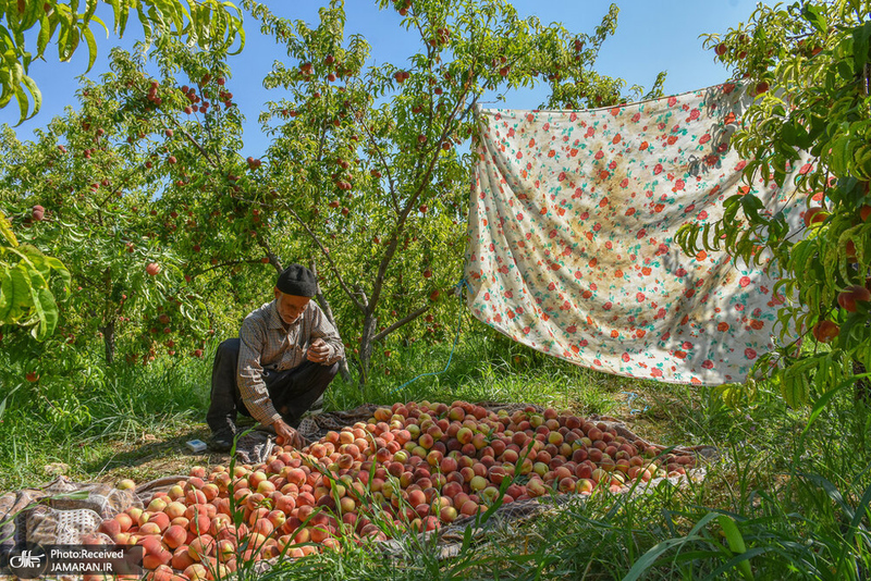 منتخب تصاویر امروز جهان- 29 تیر