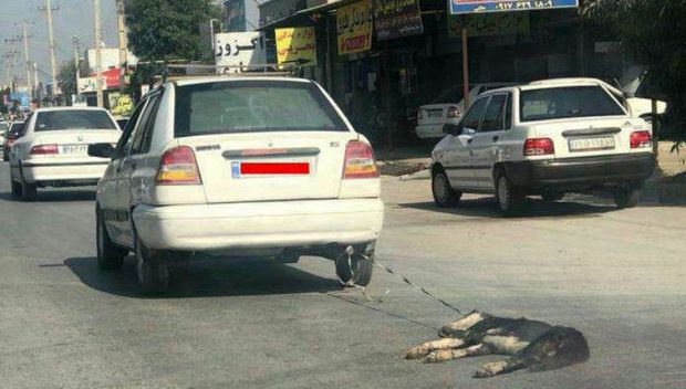 فرد حیوان آزار در دشتستان دستگیر شد