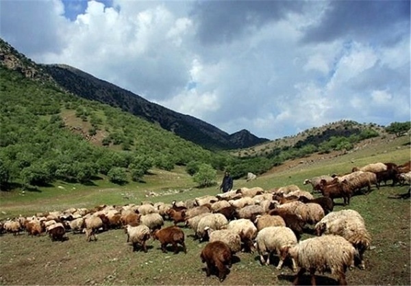 کشف دام قاچاق در شهرستان سلسله