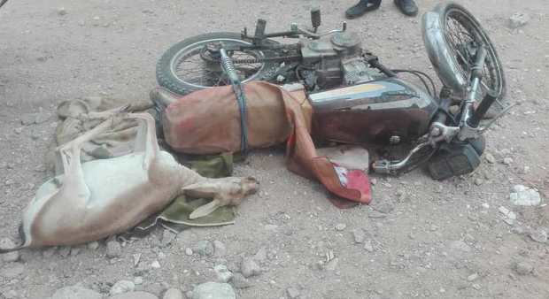 شکارچی متخلف از دست محیط بانان بوشهر گریخت
